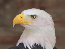 USA Bald Eagle